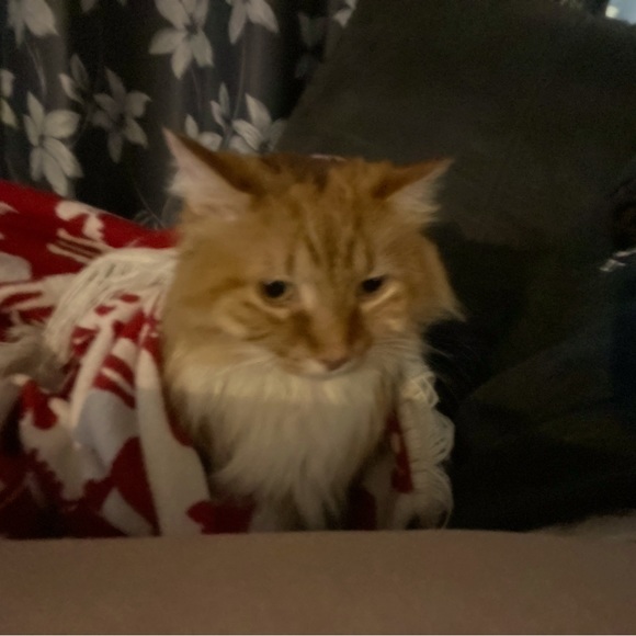 Meet your Posher, ladybug - Picture 1 of 1